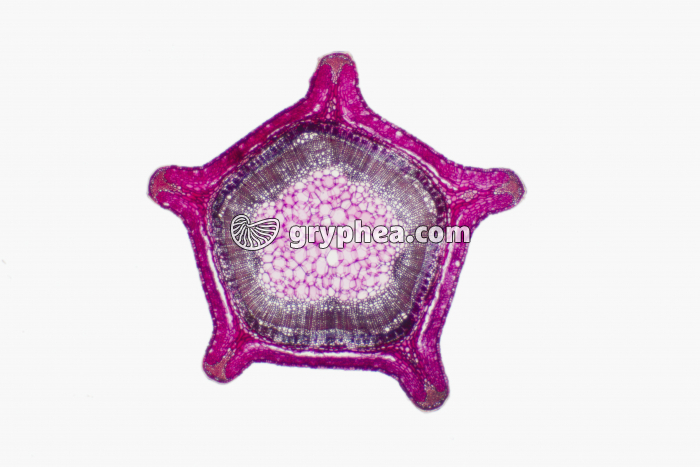 Tige de Genêt x10 - gryphea.com